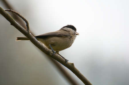Blackface - Poecile montanusの写真素材