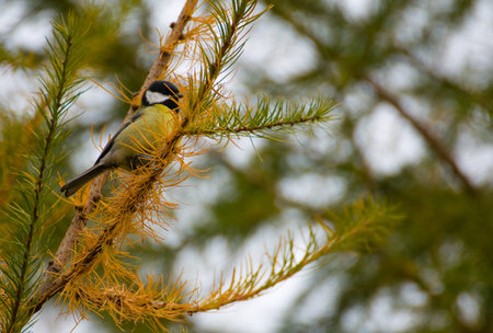 Tit - Parus major