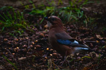 Jay - Garrulus glandariusの写真素材