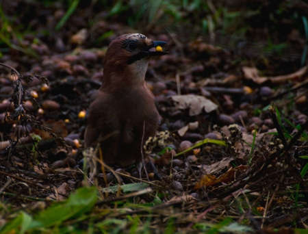 Jay - Garrulus glandariusの写真素材