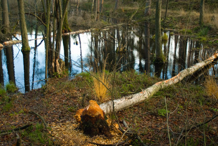 Swampの写真素材
