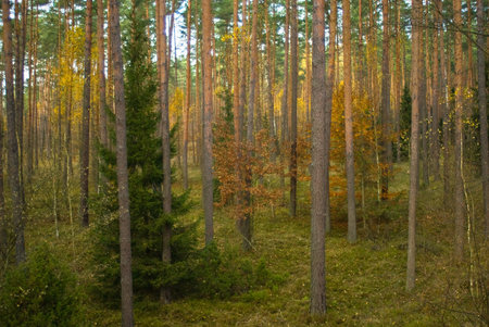 Autumn pine forest