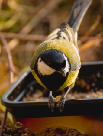 Tit - Parus major
