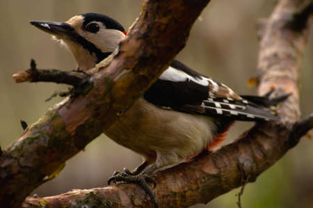 Dendrocopos majorの写真素材