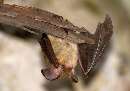 Plecotus auritus