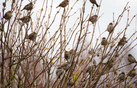 Sparrowの写真素材