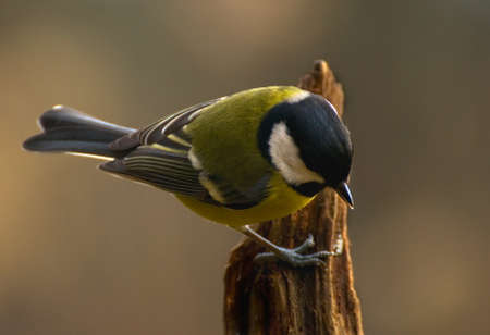 Parus major - Titの写真素材