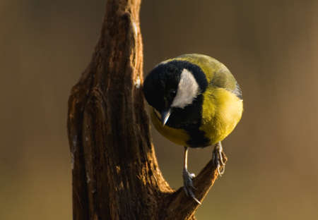 Parus major - Titの写真素材