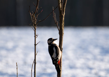 Woodpecker - Dendrocopos major