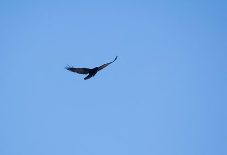 Raven - Corvus corax