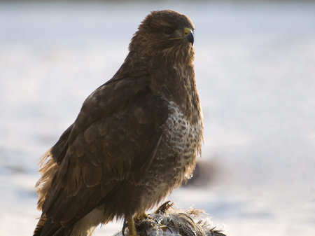 Buzzard - Buteo buteoの写真素材