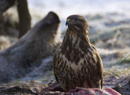 Buzzard - Buteo buteo