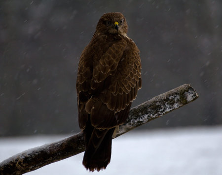 Buzzard - Buteo buteo