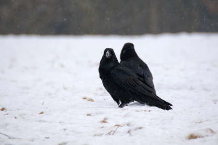 Raven - Corvus coraxの写真素材