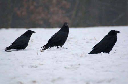 Raven - Corvus coraxの写真素材