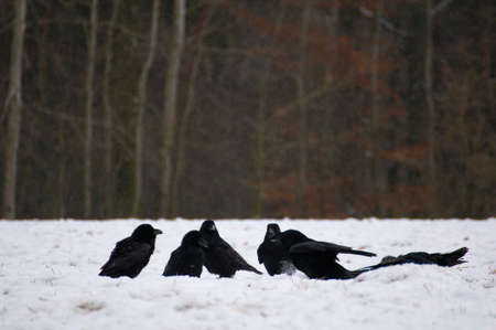 Raven - Corvus coraxの写真素材