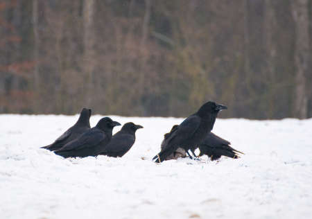 Raven - Corvus coraxの写真素材