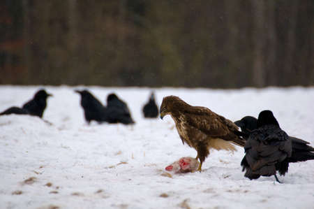 Buzzard and ravensの写真素材