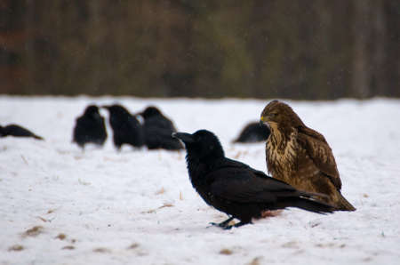 Buzzard and ravensの写真素材