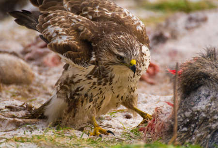 Buzzard - Buteo buteoの写真素材
