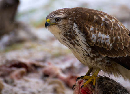 Buzzard - Buteo buteoの写真素材