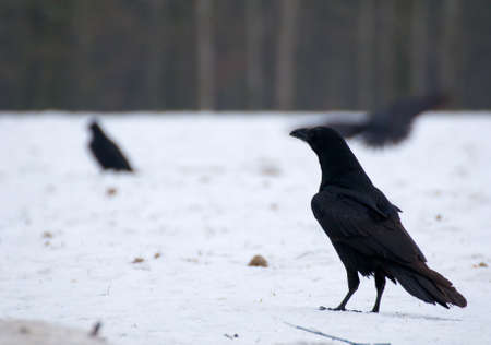 Raven - Corvus coraxの写真素材
