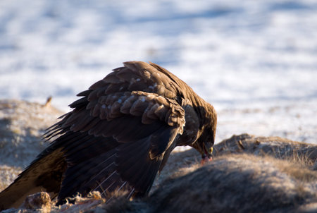 Buzzardの写真素材