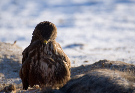 Buzzard