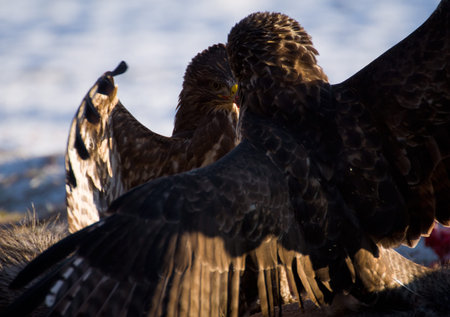 Buzzard