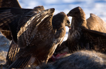Buzzard