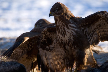 Buzzardの写真素材