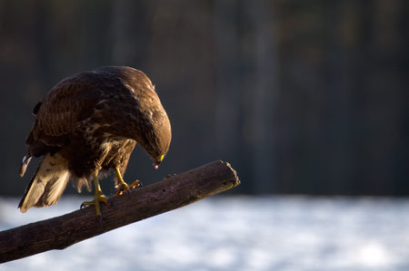 Buzzard