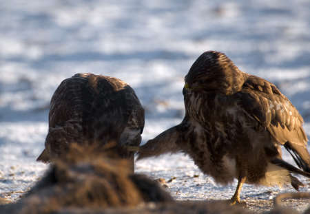 Buzzardの写真素材