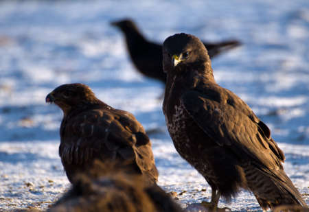 Buzzardの写真素材