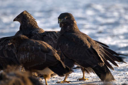 Buzzardの写真素材