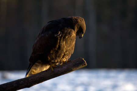 Buzzardの写真素材