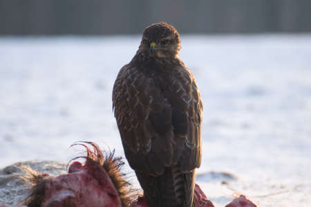 Buzzardの写真素材