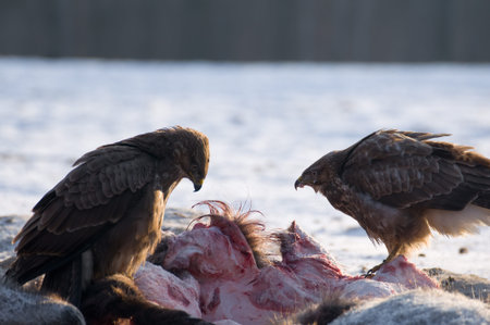 Buzzardの写真素材