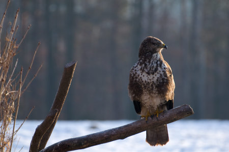 Buzzard