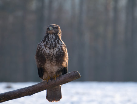 Buzzardの写真素材