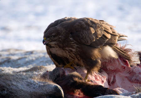 Buzzardの写真素材