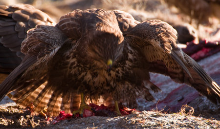 Buzzard