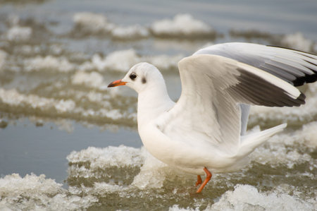 Seagull