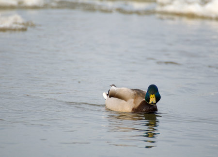 Mallardの写真素材