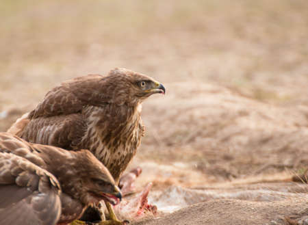 Buzzardの写真素材