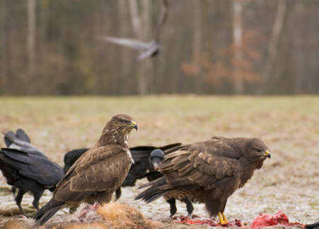 Buzzardの写真素材