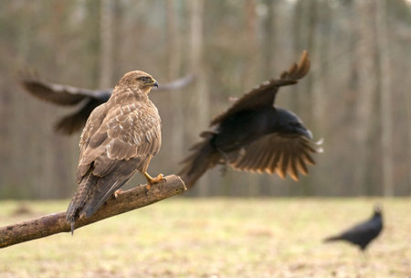 Buzzard