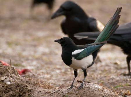 Magpieの写真素材