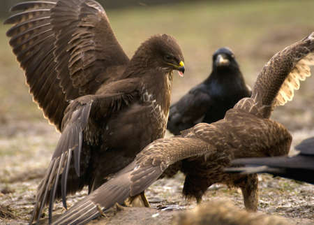 Buzzardの写真素材