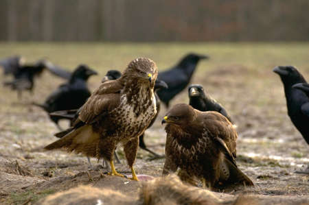 Buzzardの写真素材